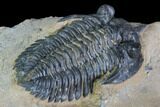 Pseudocryphaeus (Cryphina) Trilobite - Lghaft, morocco #105164-4